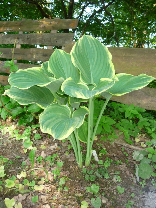 Sagae Hosta Plant