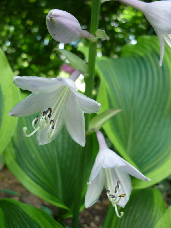 Montana Aureomarginata Hosta Plant