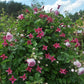 Texensis Princess Diana Clematis Vine