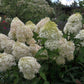 Hydrangea paniculata Phantom