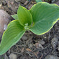 Sagae Hosta Plant