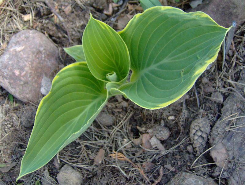 Sagae Hosta Plant