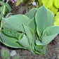 Pizzazz Hosta Plant