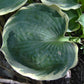 Pizzazz Hosta Plant