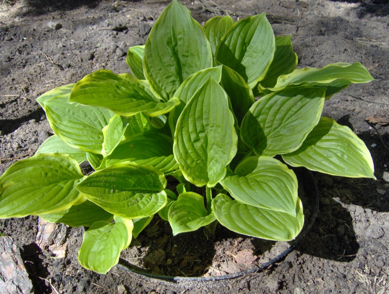 So Sweet Hosta Plant
