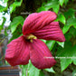 Madame Julia Correvon Clematis Vine