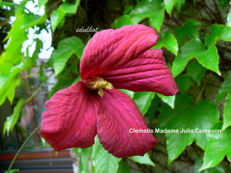 Madame Julia Correvon Clematis Vine