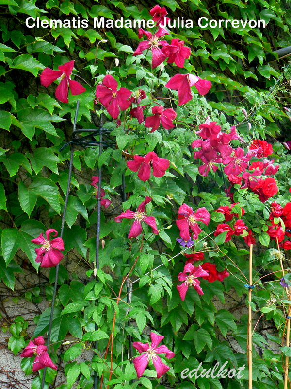 Madame Julia Correvon Clematis Vine