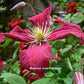 Madame Julia Correvon Clematis Vine