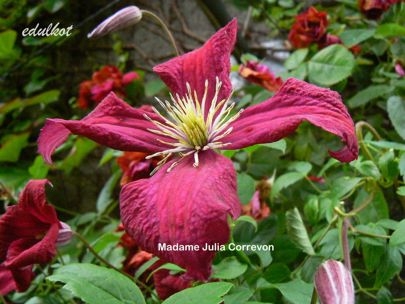 Madame Julia Correvon Clematis Vine