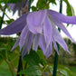 Macropetala Maidwell Hall Clematis Vine