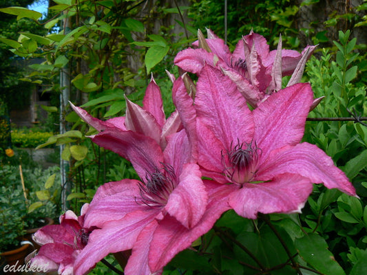 Barbara Dibley Clematis Vine