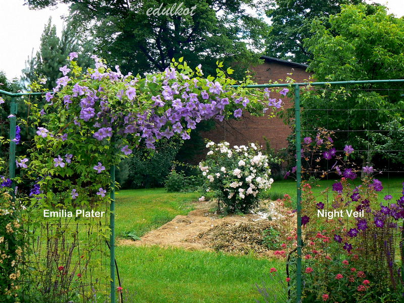 Viticella Emilia Plater Clematis Vine