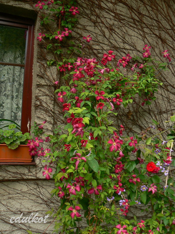 Madame Julia Correvon Clematis Vine