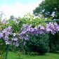 Viticella Emilia Plater Clematis Vine