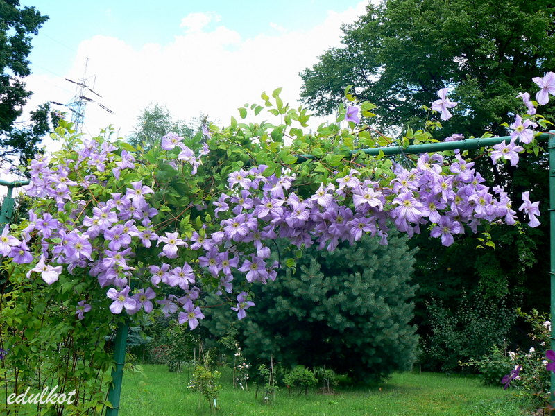 Viticella Emilia Plater Clematis Vine