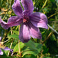 Integrifolia Pamiat Serdsta Clematis Vine