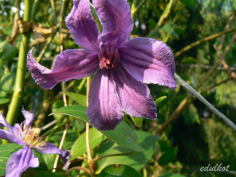 Integrifolia Pamiat Serdsta Clematis Vine