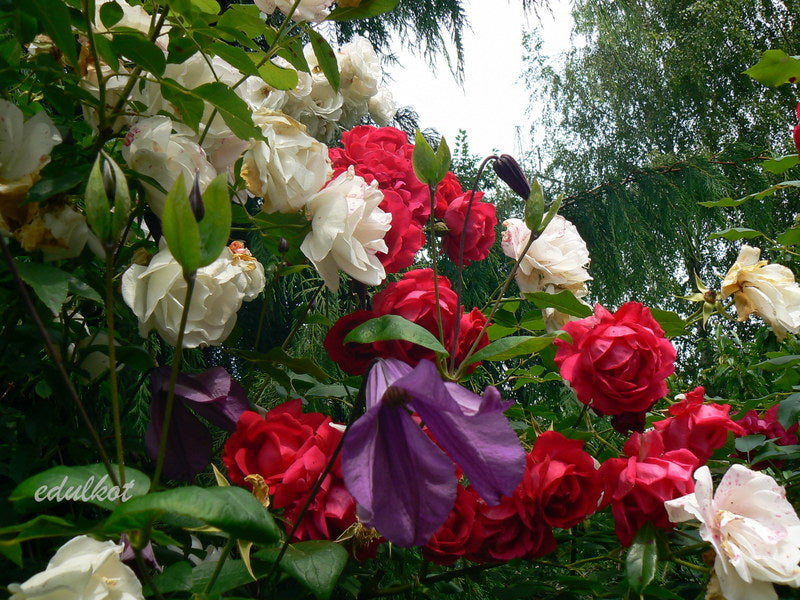 Integrifolia Pamiat Serdsta Clematis Vine