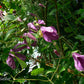 Integrifolia Pamiat Serdsta Clematis Vine