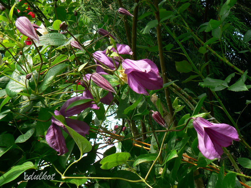 Integrifolia Pamiat Serdsta Clematis Vine