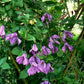 Integrifolia Pamiat Serdsta Clematis Vine