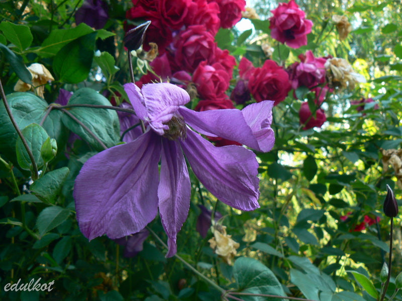 Integrifolia Pamiat Serdsta Clematis Vine