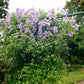 Viticella Emilia Plater Clematis Vine