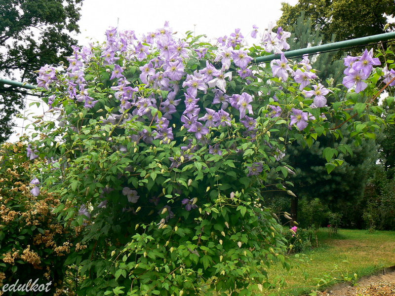 Viticella Emilia Plater Clematis Vine