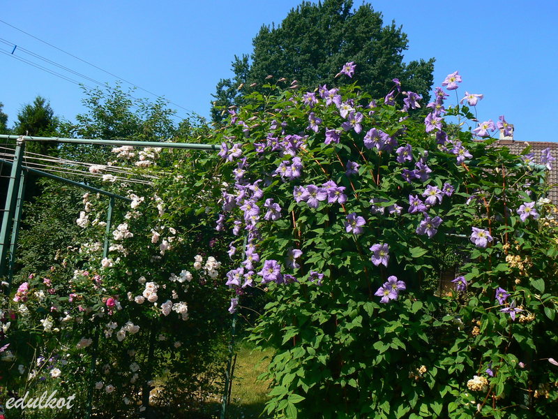 Viticella Emilia Plater Clematis Vine