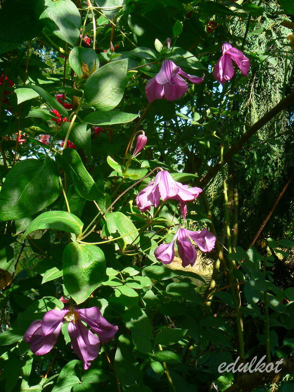 Integrifolia Pamiat Serdsta Clematis Vine