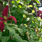 Madame Julia Correvon Clematis Vine