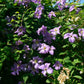 Viticella Emilia Plater Clematis Vine