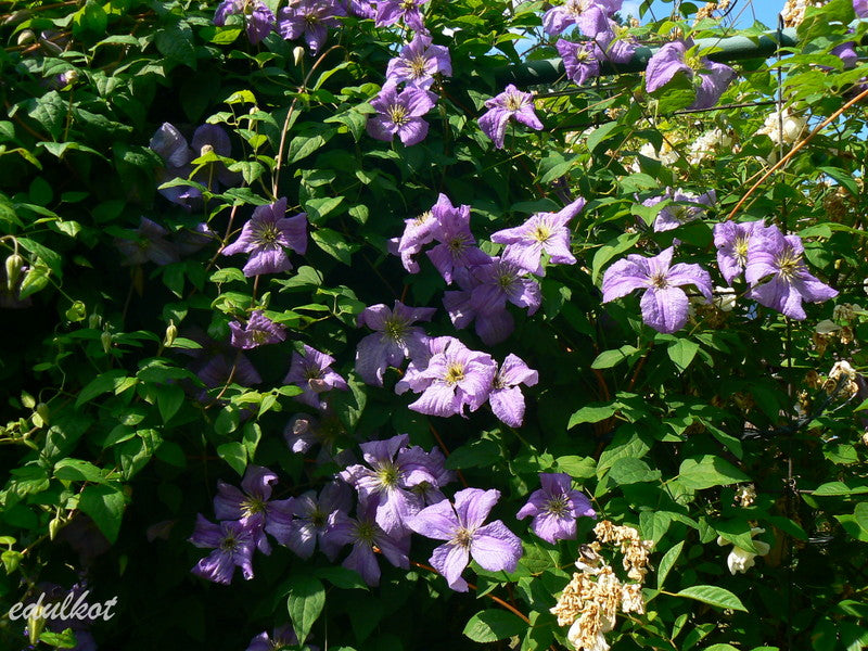 Viticella Emilia Plater Clematis Vine