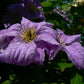 Viticella Emilia Plater Clematis Vine