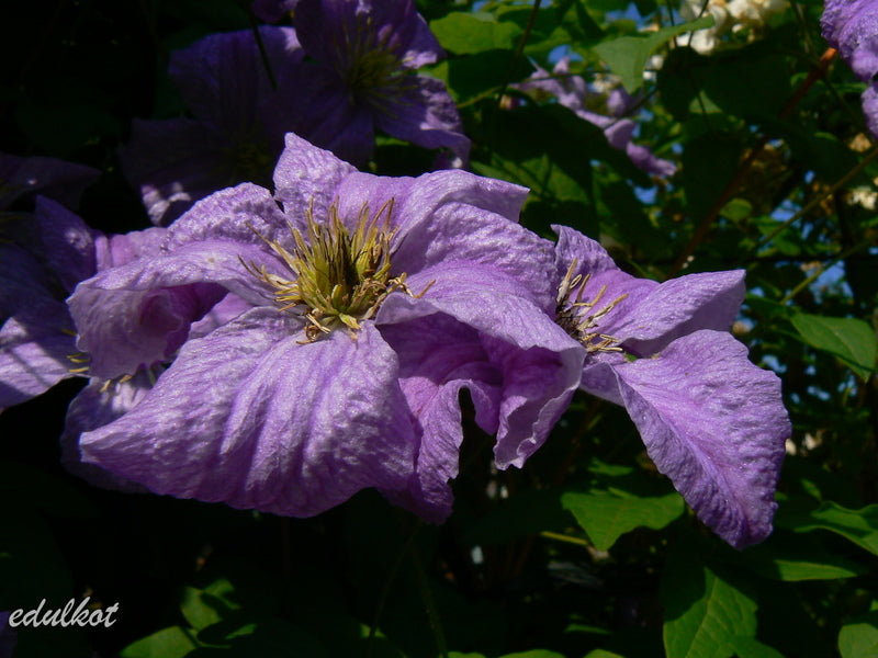Viticella Emilia Plater Clematis Vine