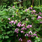 Integrifolia Pamiat Serdsta Clematis Vine
