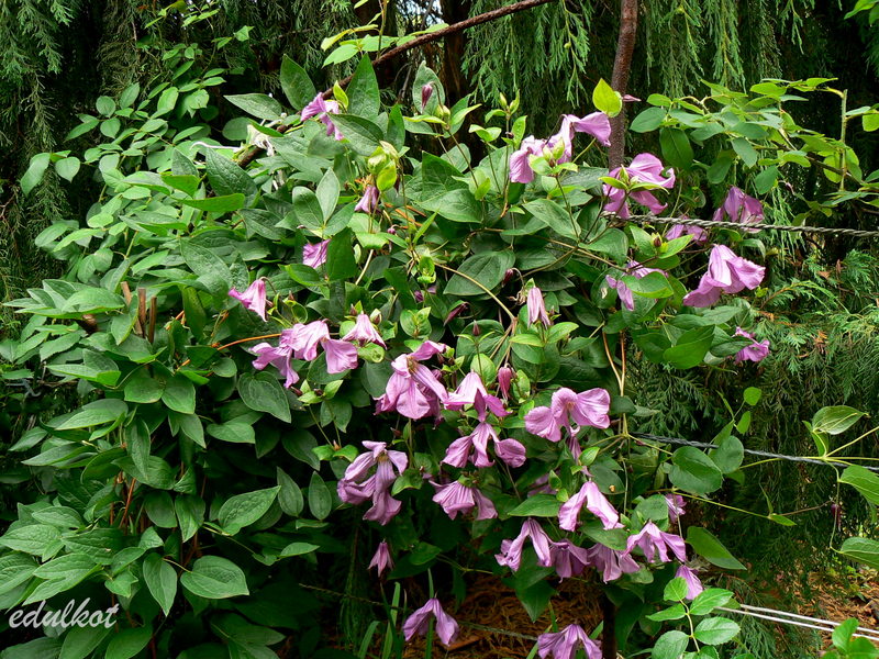 Integrifolia Pamiat Serdsta Clematis Vine