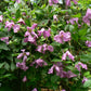 Integrifolia Pamiat Serdsta Clematis Vine