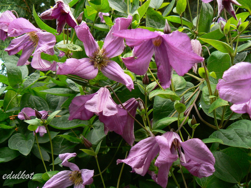 Integrifolia Pamiat Serdsta Clematis Vine