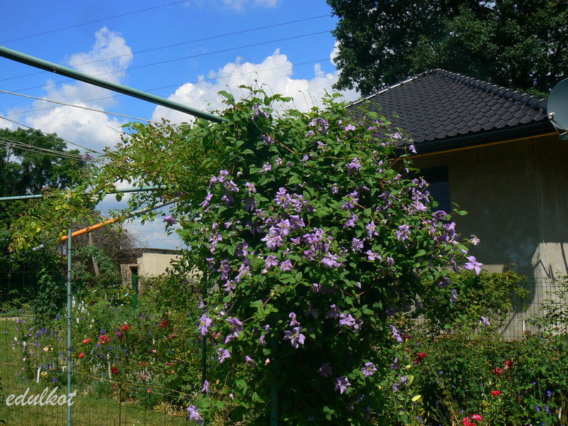 Viticella Emilia Plater Clematis Vine
