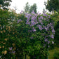 Viticella Emilia Plater Clematis Vine