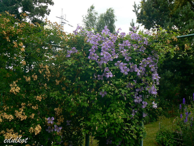 Viticella Emilia Plater Clematis Vine