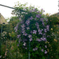 Viticella Emilia Plater Clematis Vine