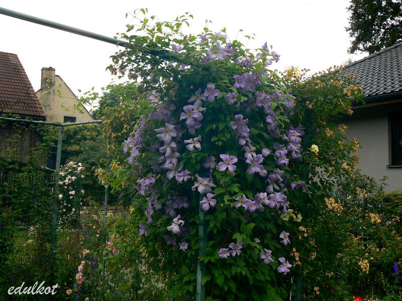 Viticella Emilia Plater Clematis Vine