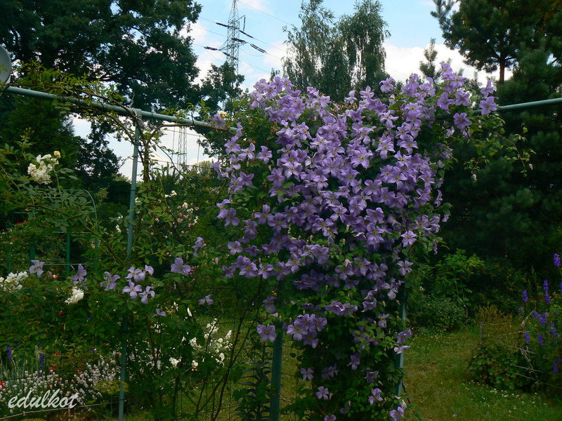 Viticella Emilia Plater Clematis Vine