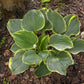 Sagae Hosta Plant