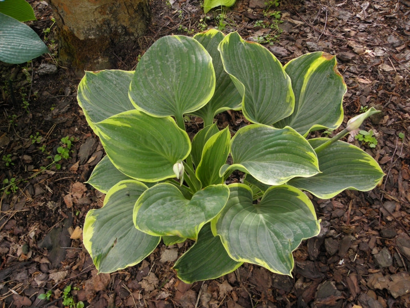Sagae Hosta Plant