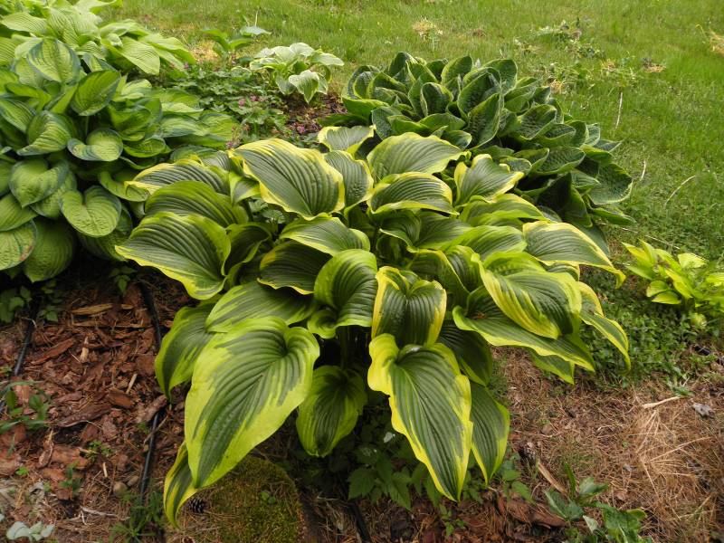 Montana Aureomarginata Hosta Plant
