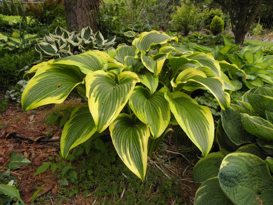 Montana Aureomarginata Hosta Plant